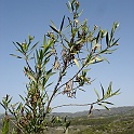 baccharis salicifolia
